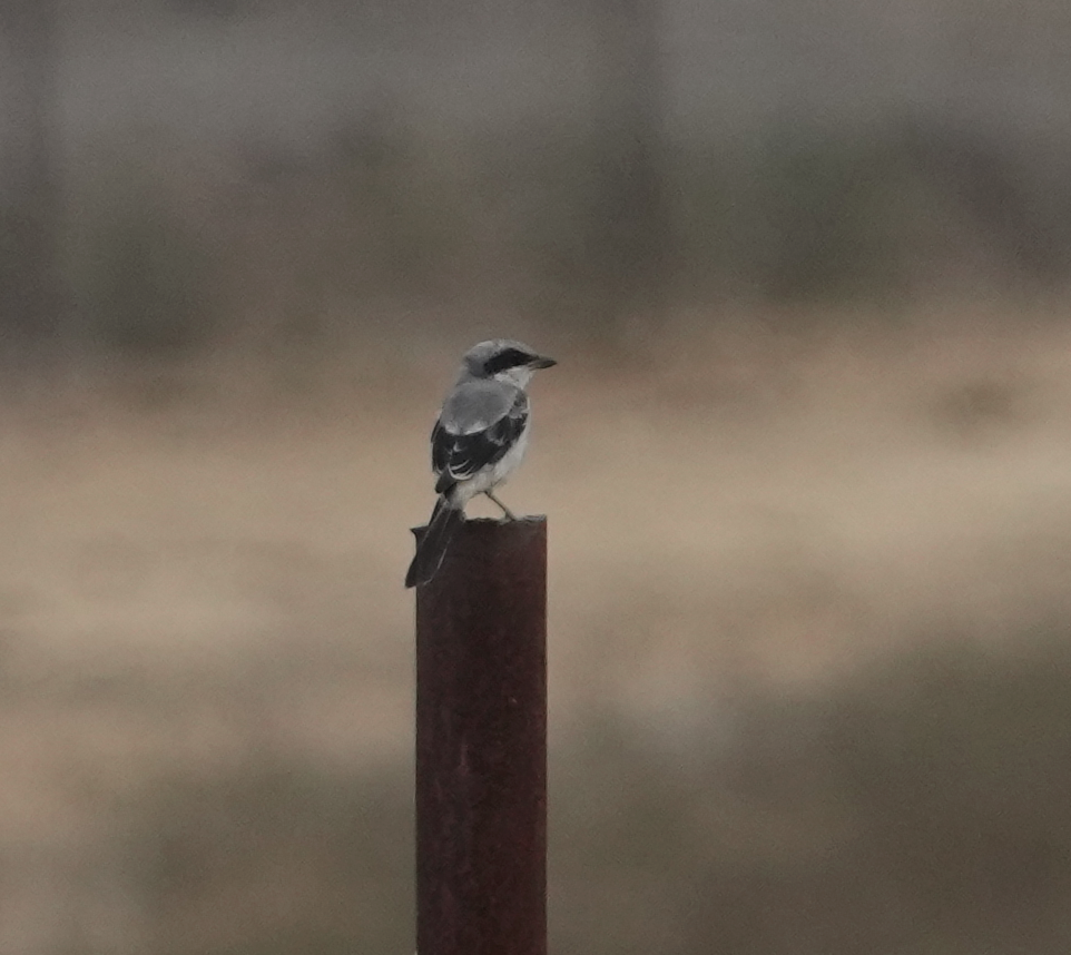 Loggerhead Shrike - Zhongyu Wang