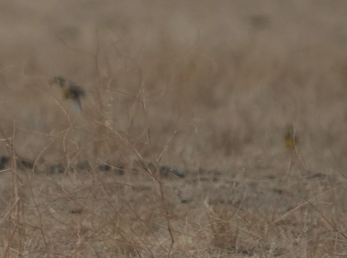 Western Meadowlark - Zhongyu Wang