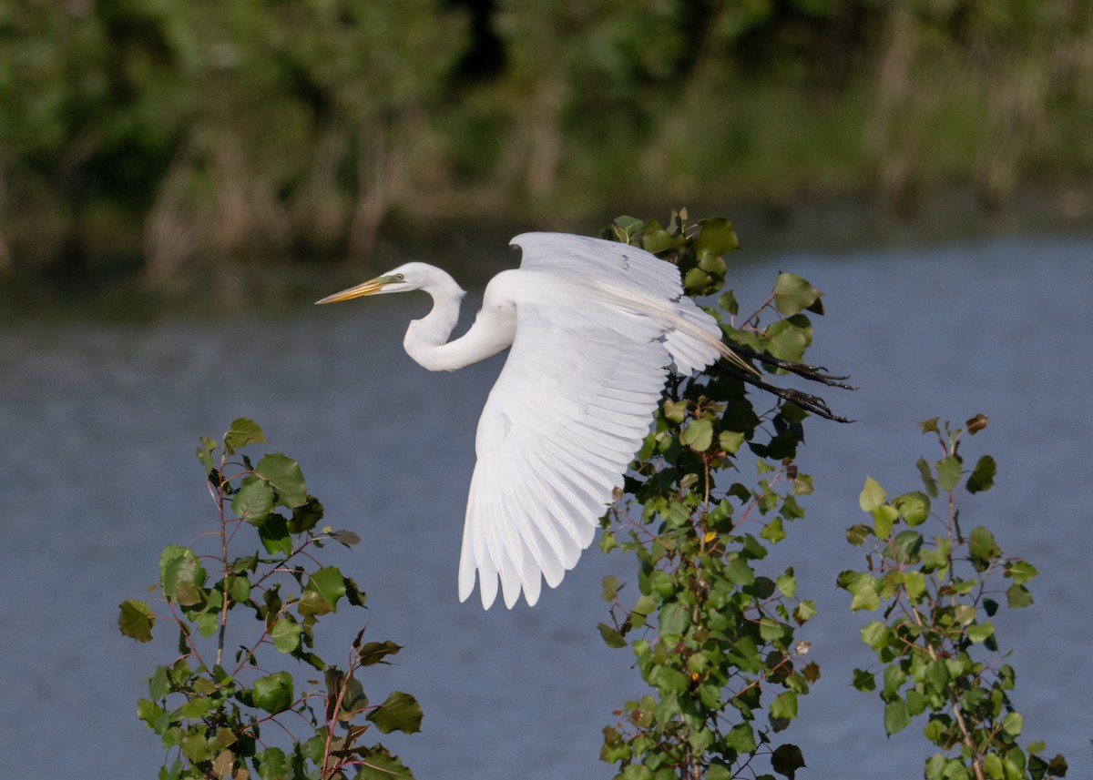 Great Egret - Sheila and Ed Bremer