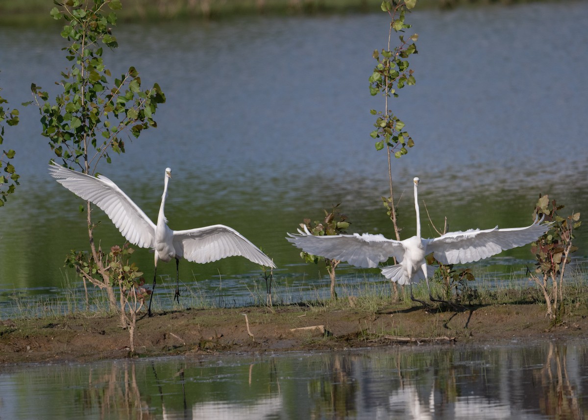 Great Egret - Sheila and Ed Bremer