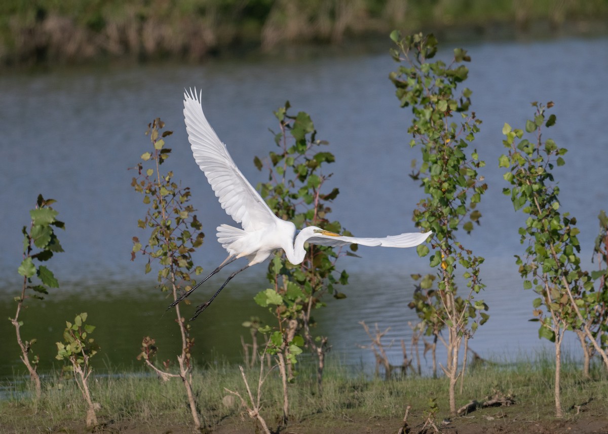 Great Egret - Sheila and Ed Bremer