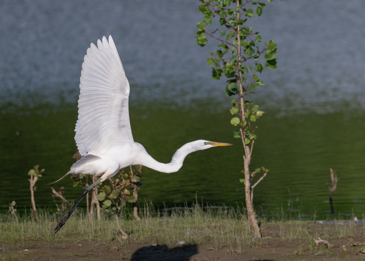 Great Egret - Sheila and Ed Bremer