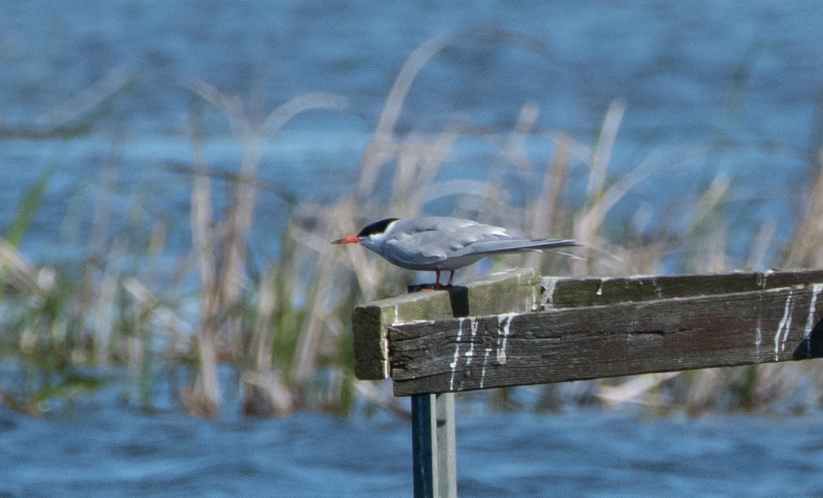 Common Tern - Mike Good