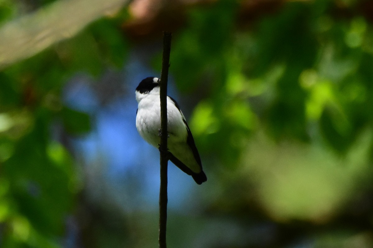 Collared Flycatcher - Michał Kica