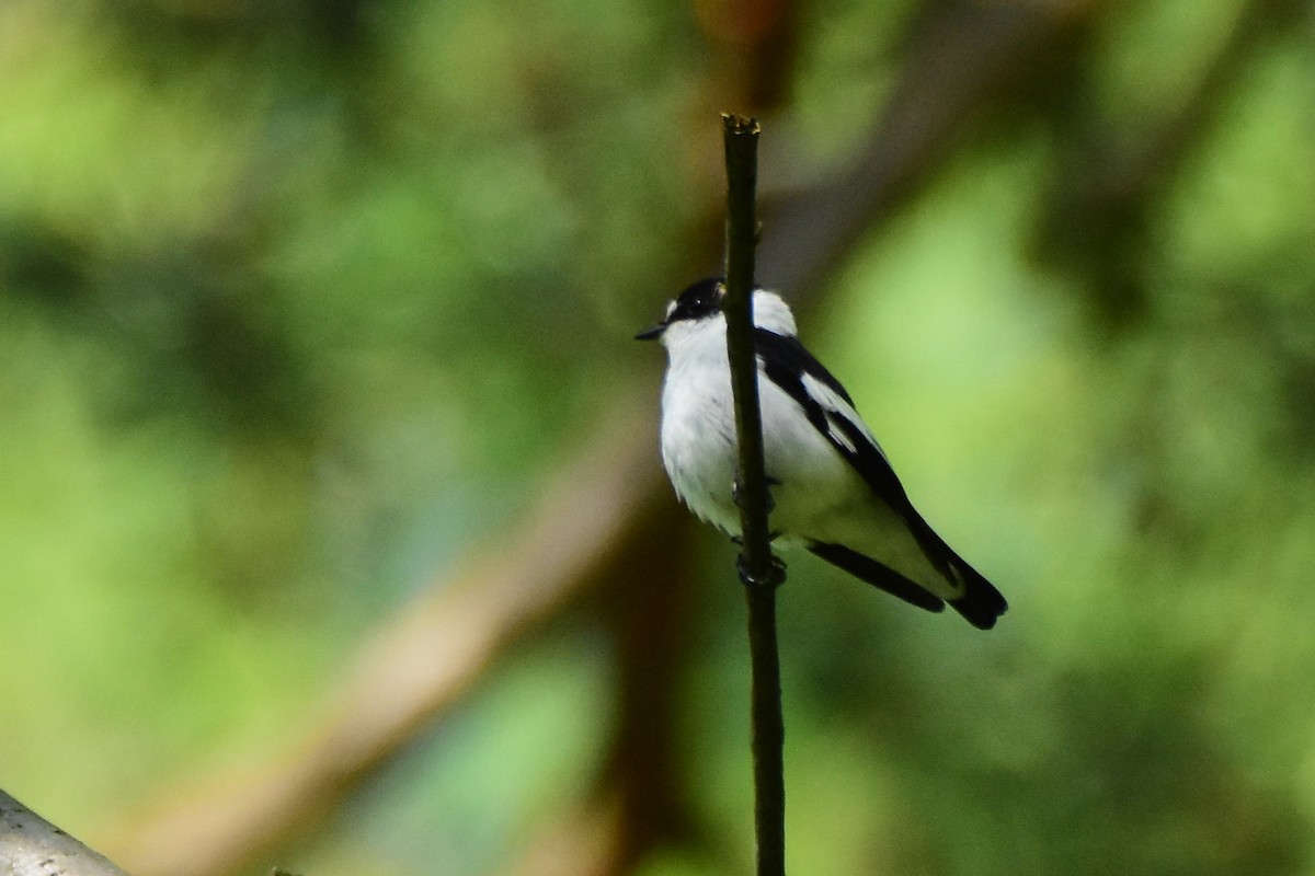 Collared Flycatcher - Michał Kica