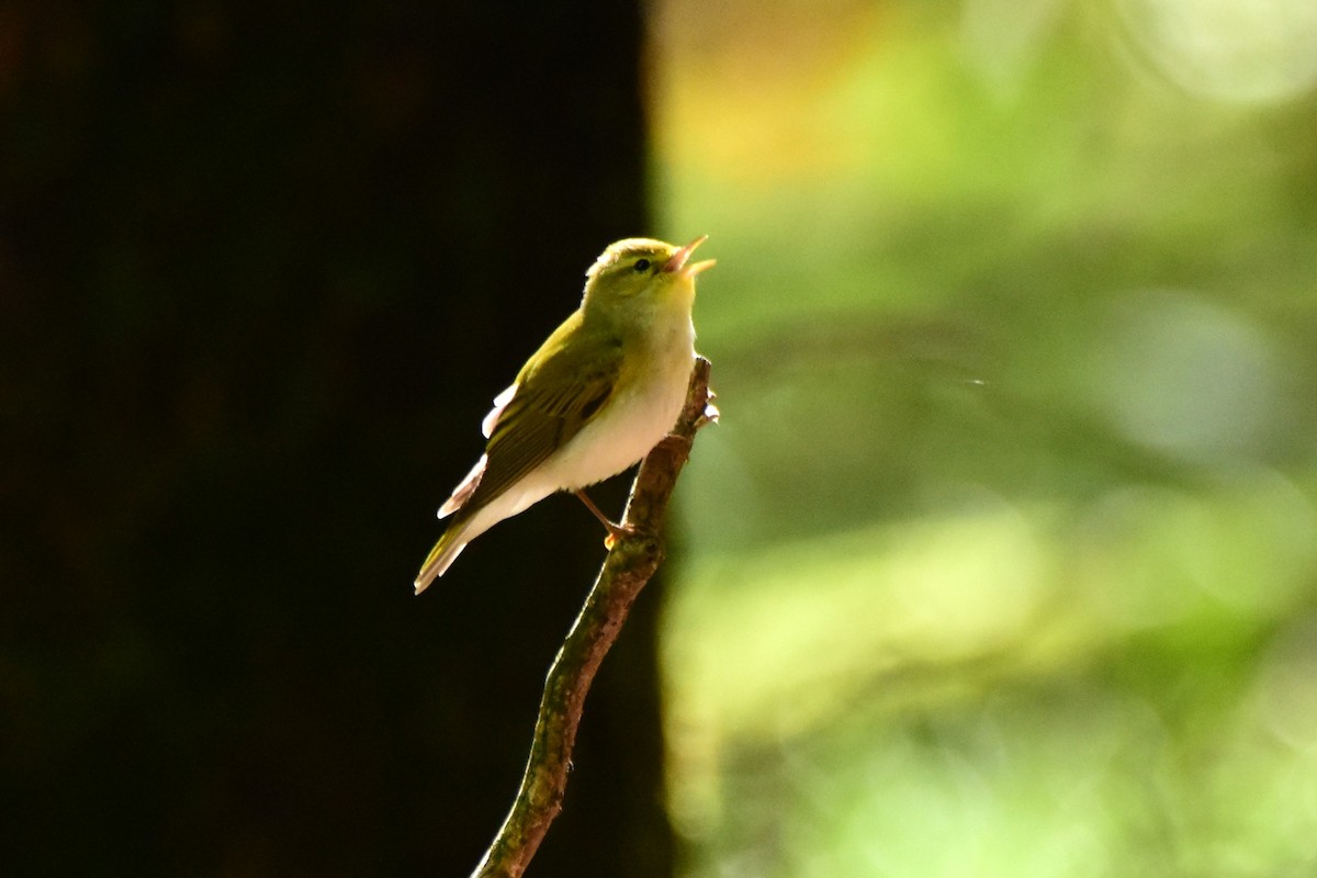 Wood Warbler - Michał Kica