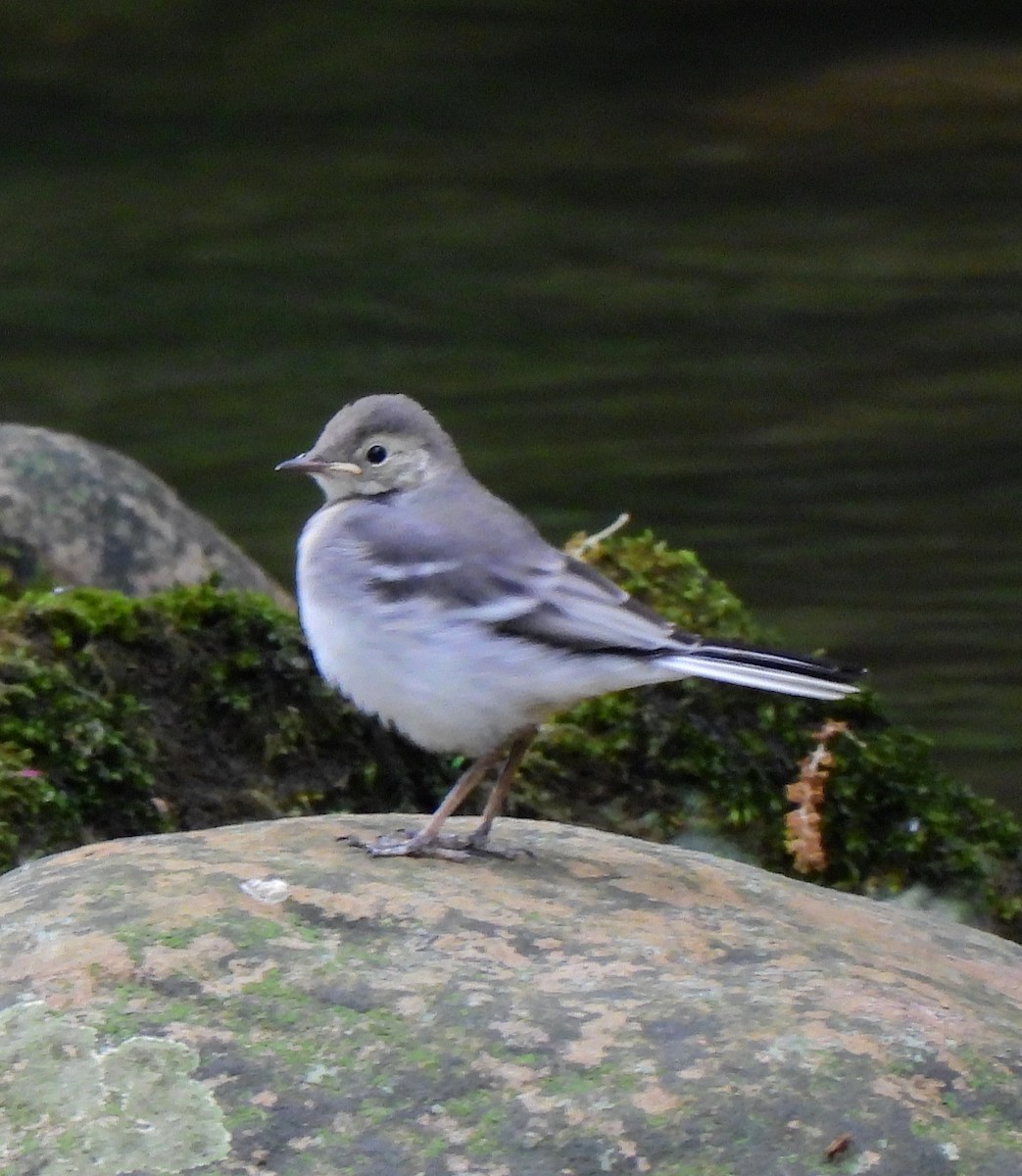 White Wagtail - Aurora Cubillas