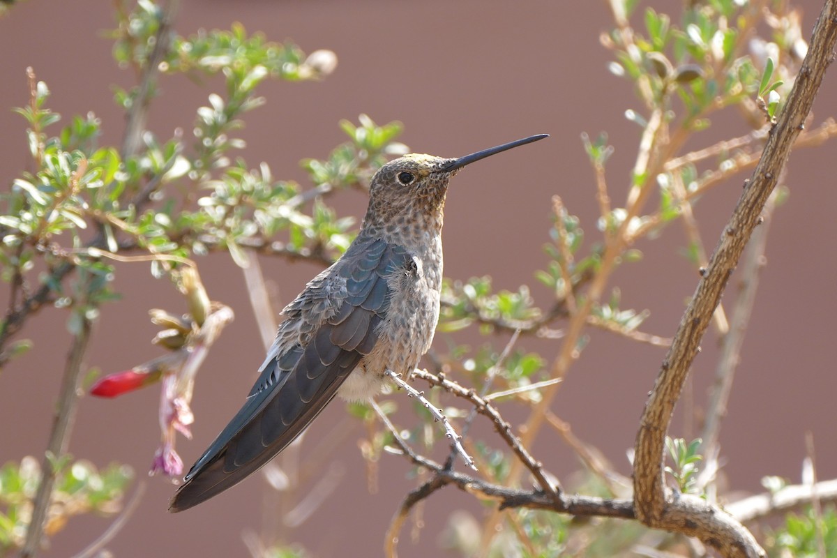 Giant Hummingbird - ML619617920