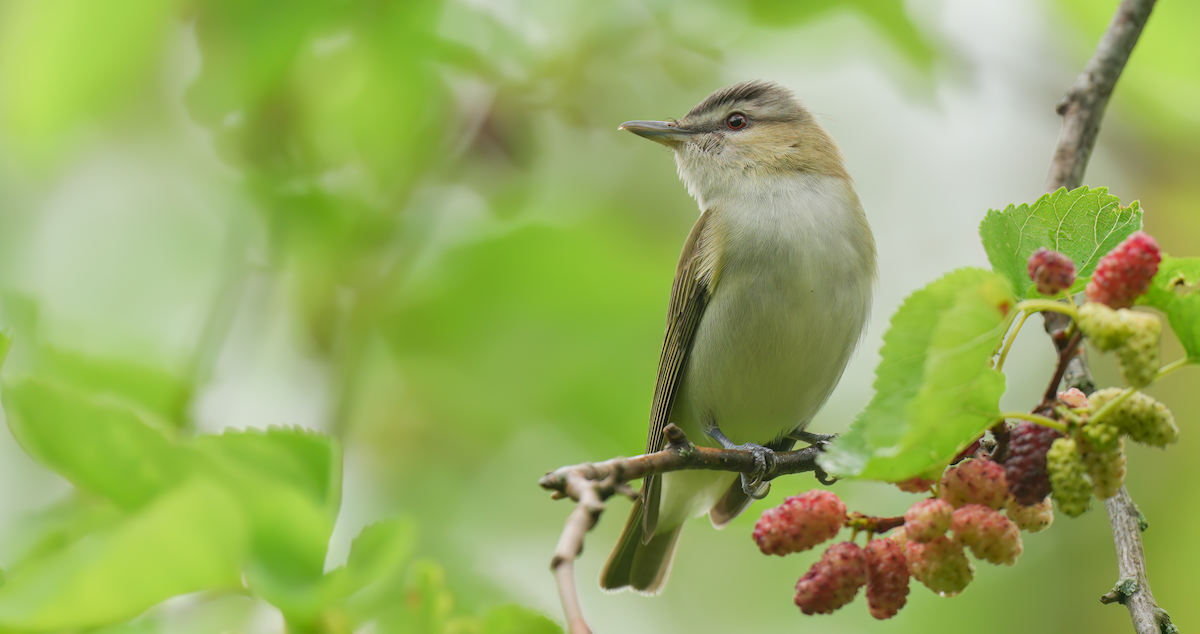 Red-eyed Vireo - Zachary Vaughan