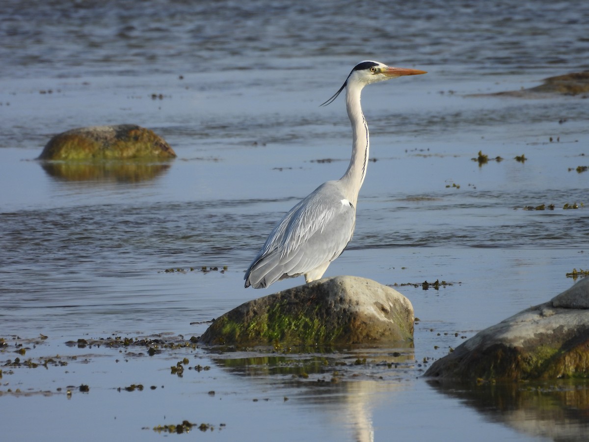 Gray Heron - Erica Kawata