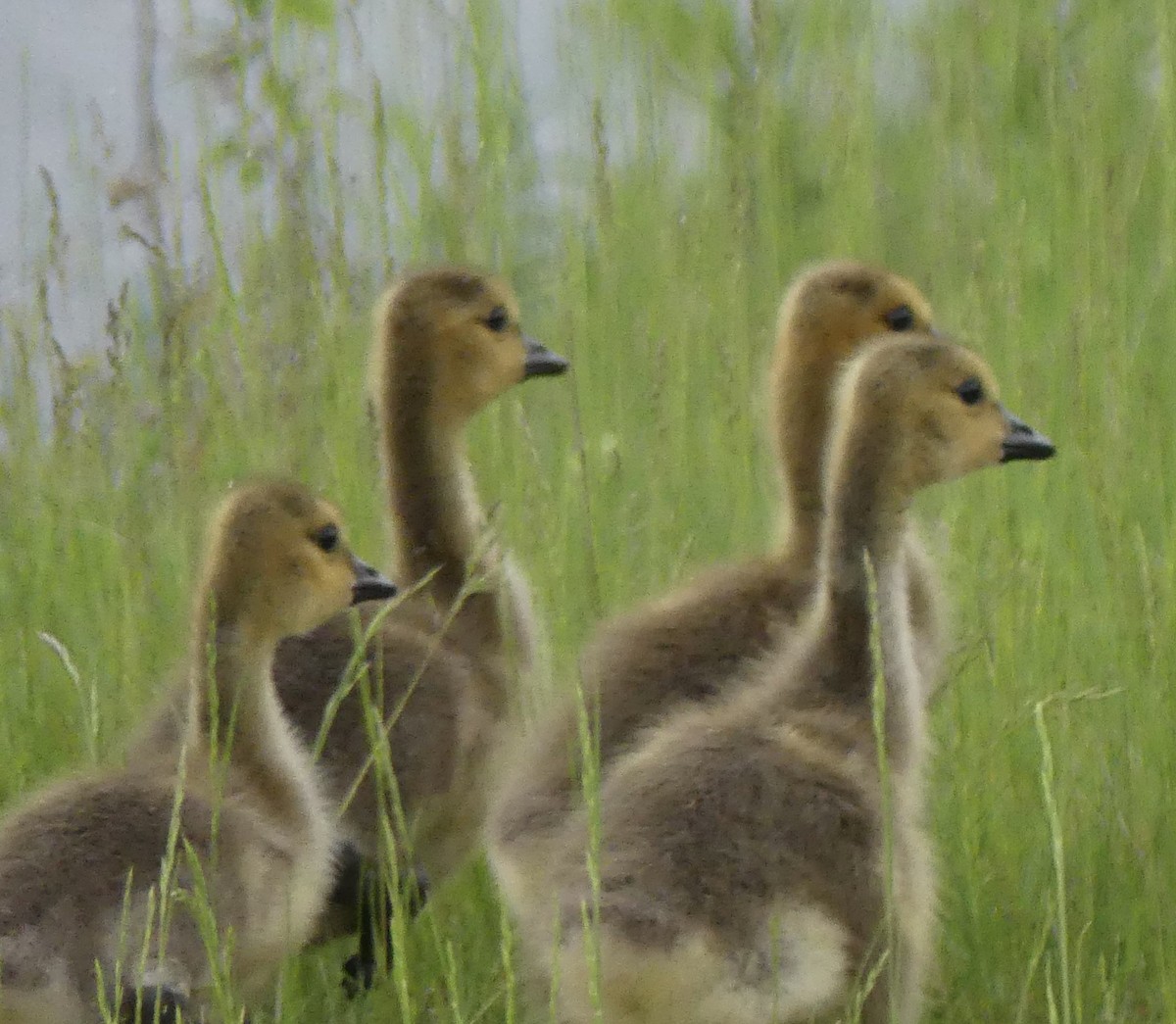 Canada Goose - Marie Grenon