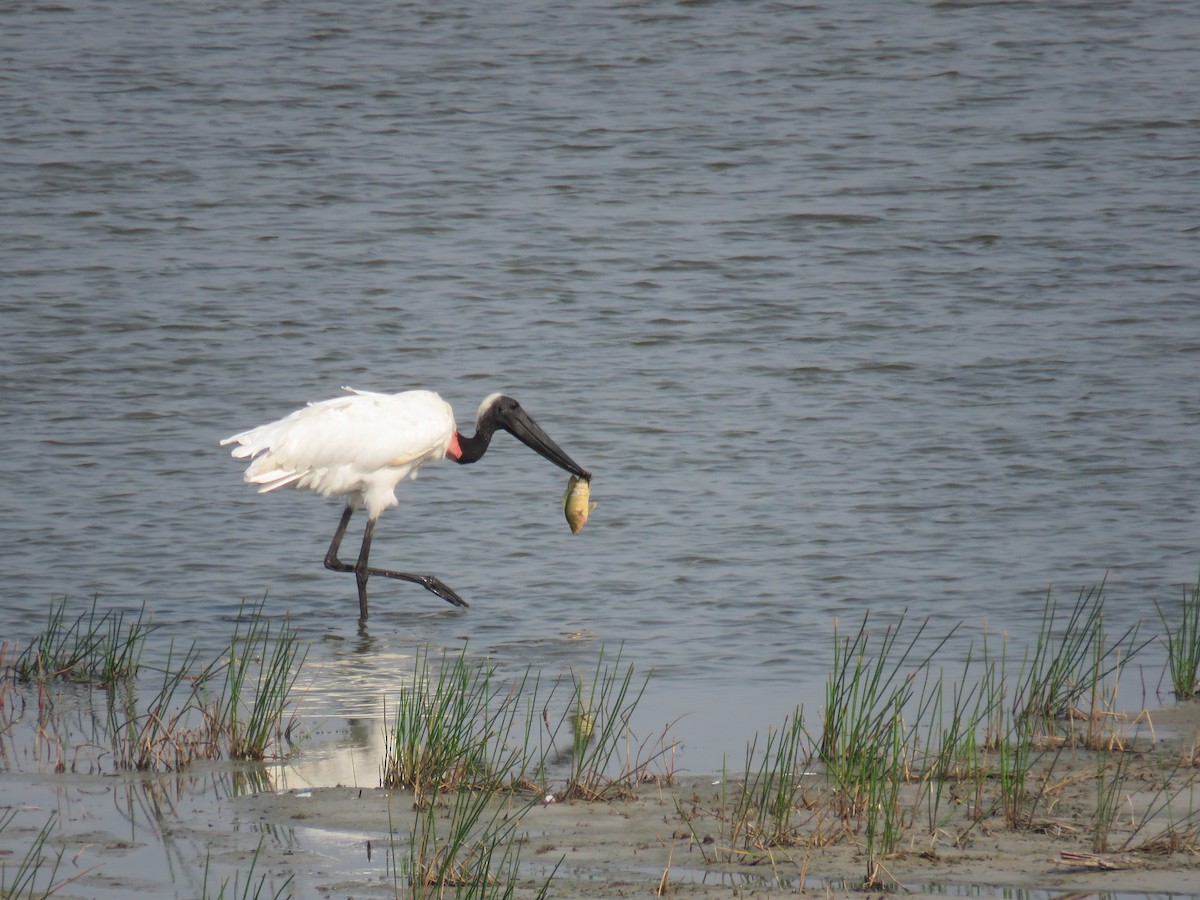 Jabiru - Sam Holcomb