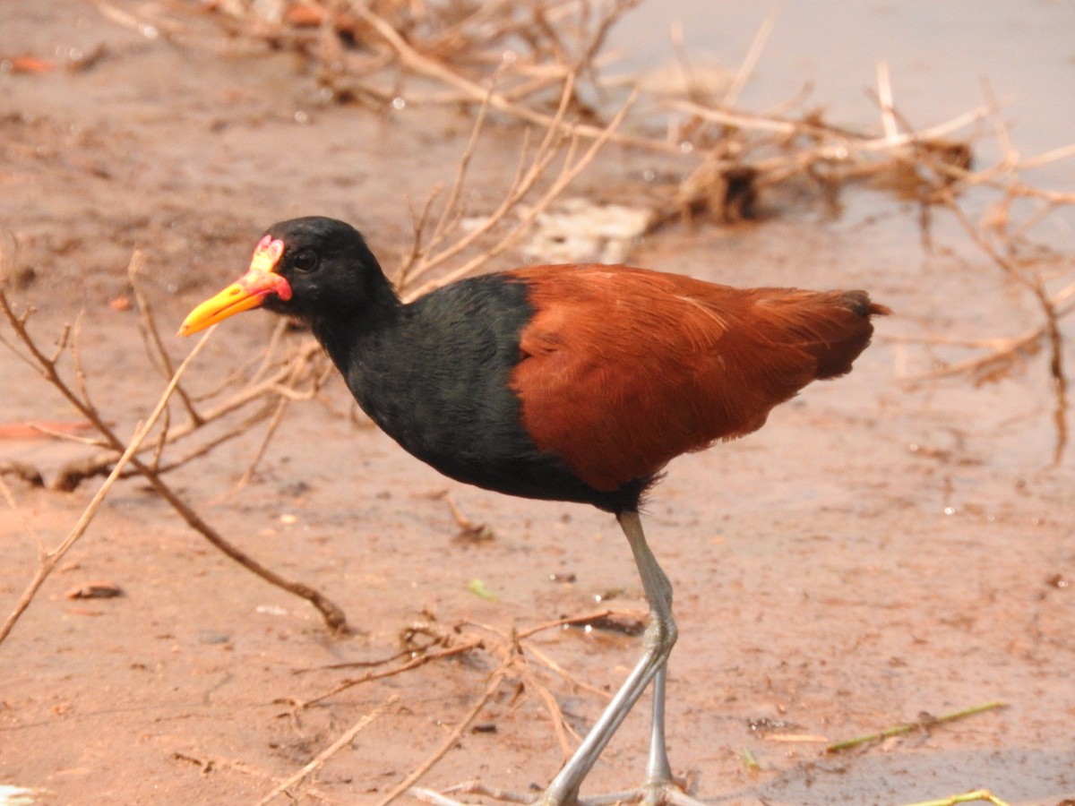 Wattled Jacana - Roberto Rebeque Junior