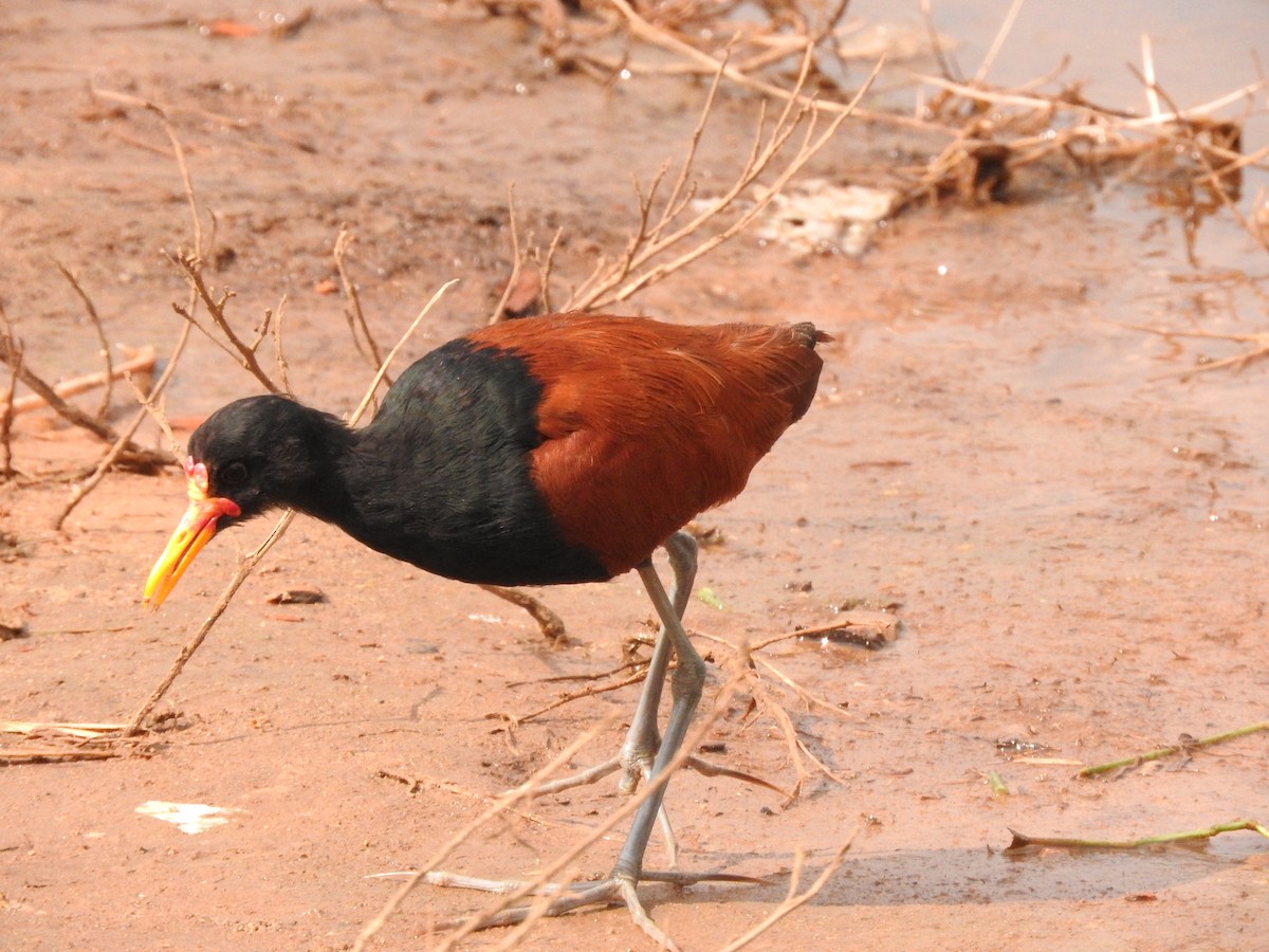 Wattled Jacana - ML619617949