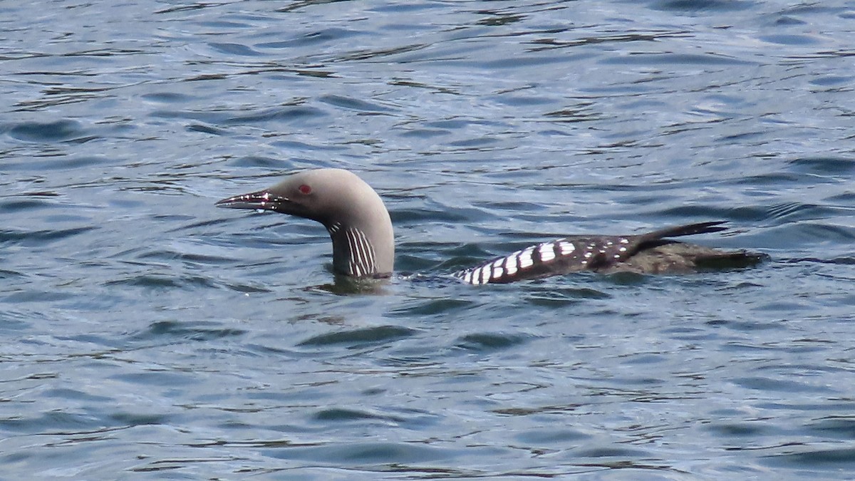 Pacific Loon - Suzanne Beauchesne