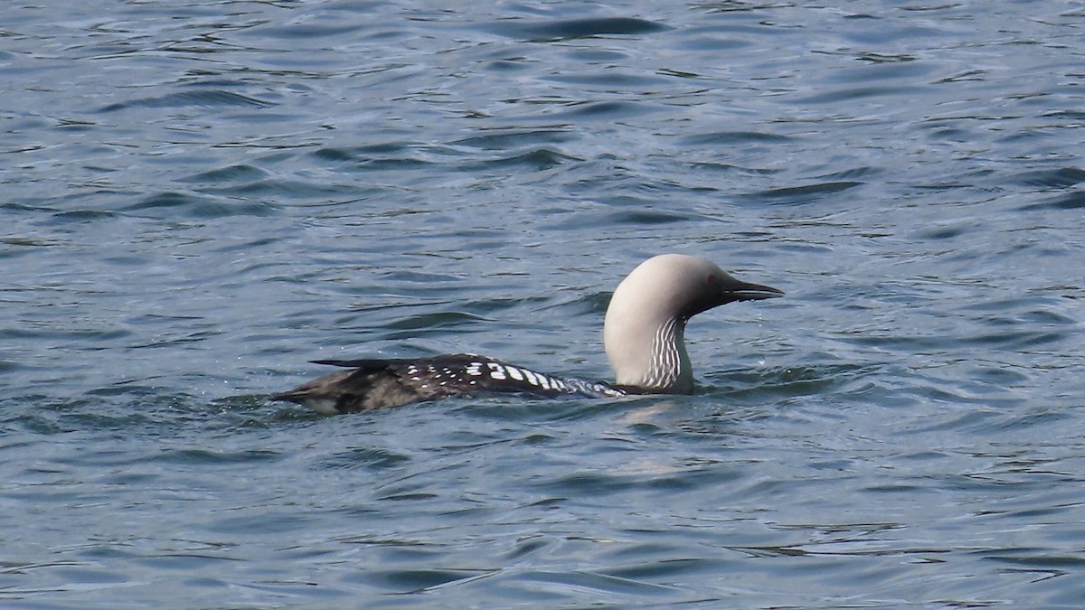 Pacific Loon - Suzanne Beauchesne