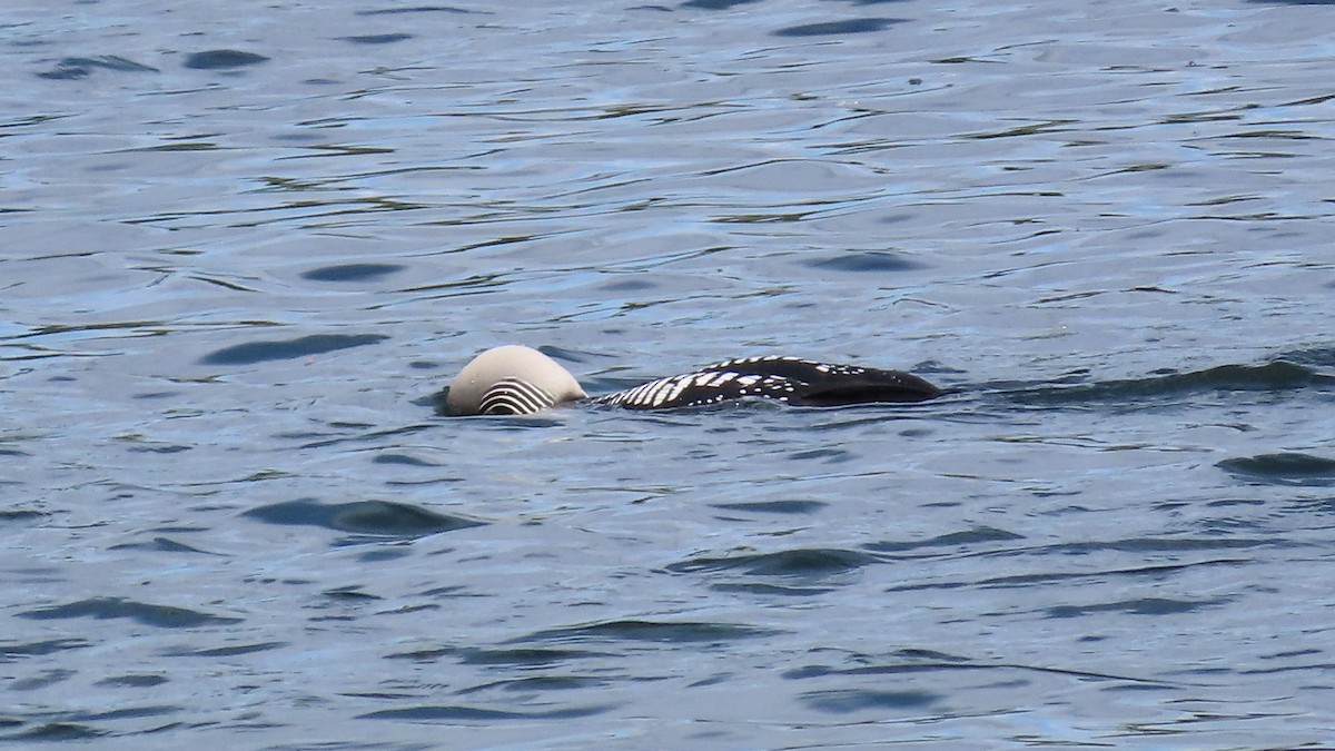 Pacific Loon - Suzanne Beauchesne