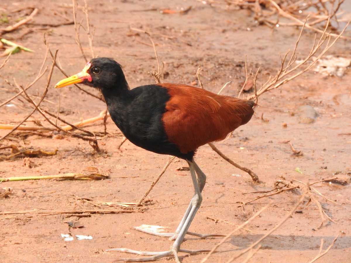 Wattled Jacana - Roberto Rebeque Junior