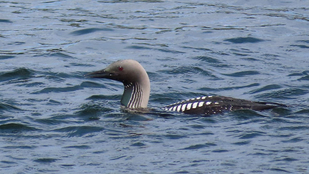 Pacific Loon - Suzanne Beauchesne