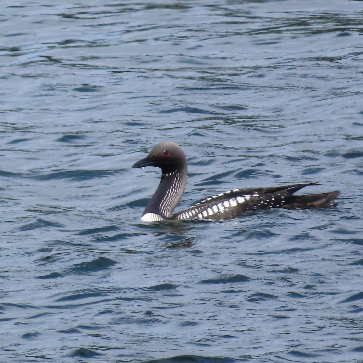 Pacific Loon - Suzanne Beauchesne