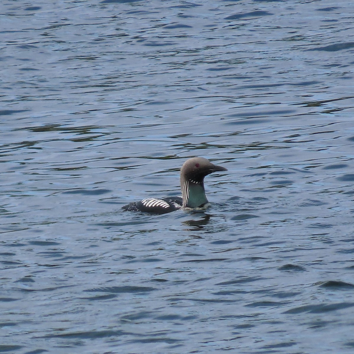 Pacific Loon - Suzanne Beauchesne