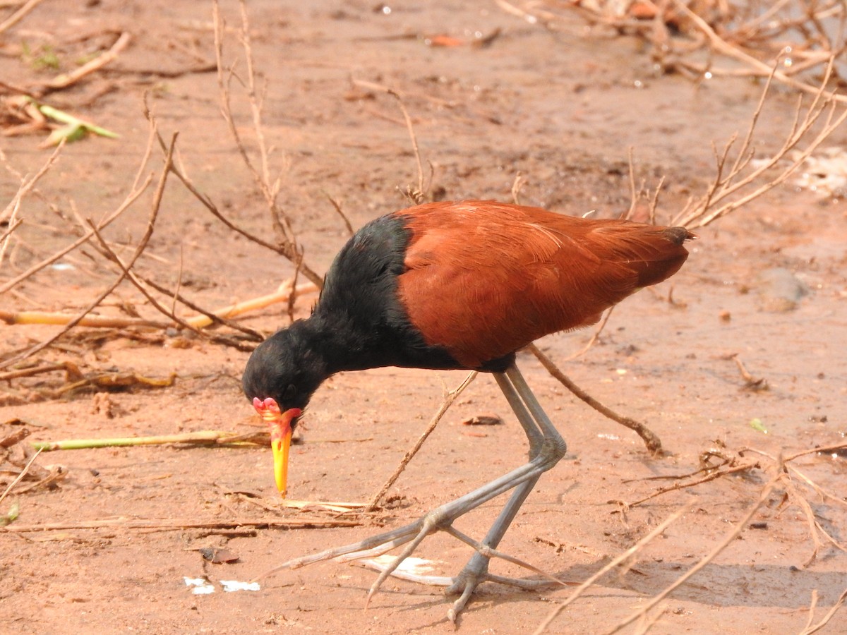 Wattled Jacana - ML619617957