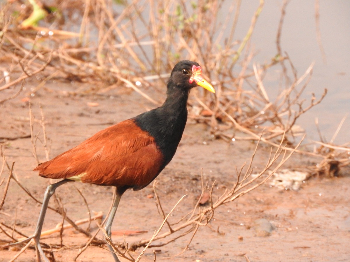 Wattled Jacana - ML619617958