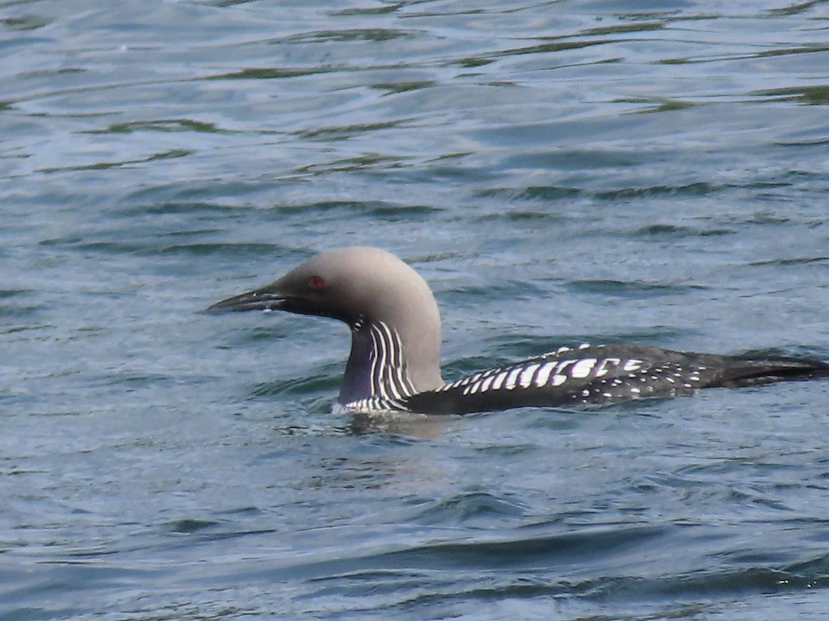 Pacific Loon - Suzanne Beauchesne