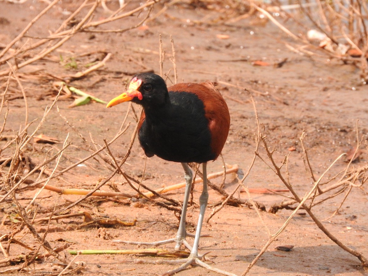 Wattled Jacana - ML619617960