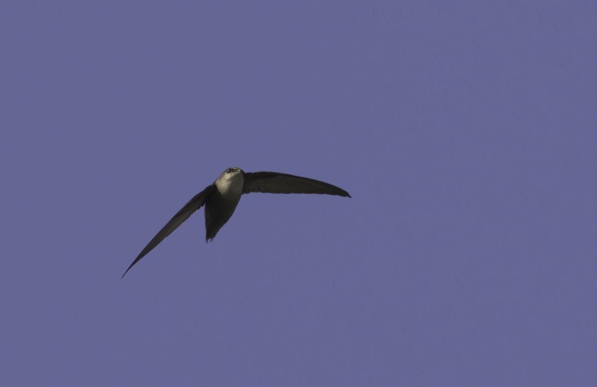 Chimney Swift - Andy Benson