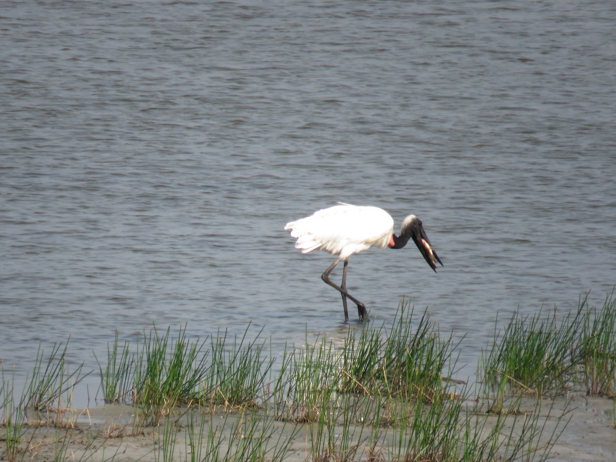 Jabiru - ML619617970