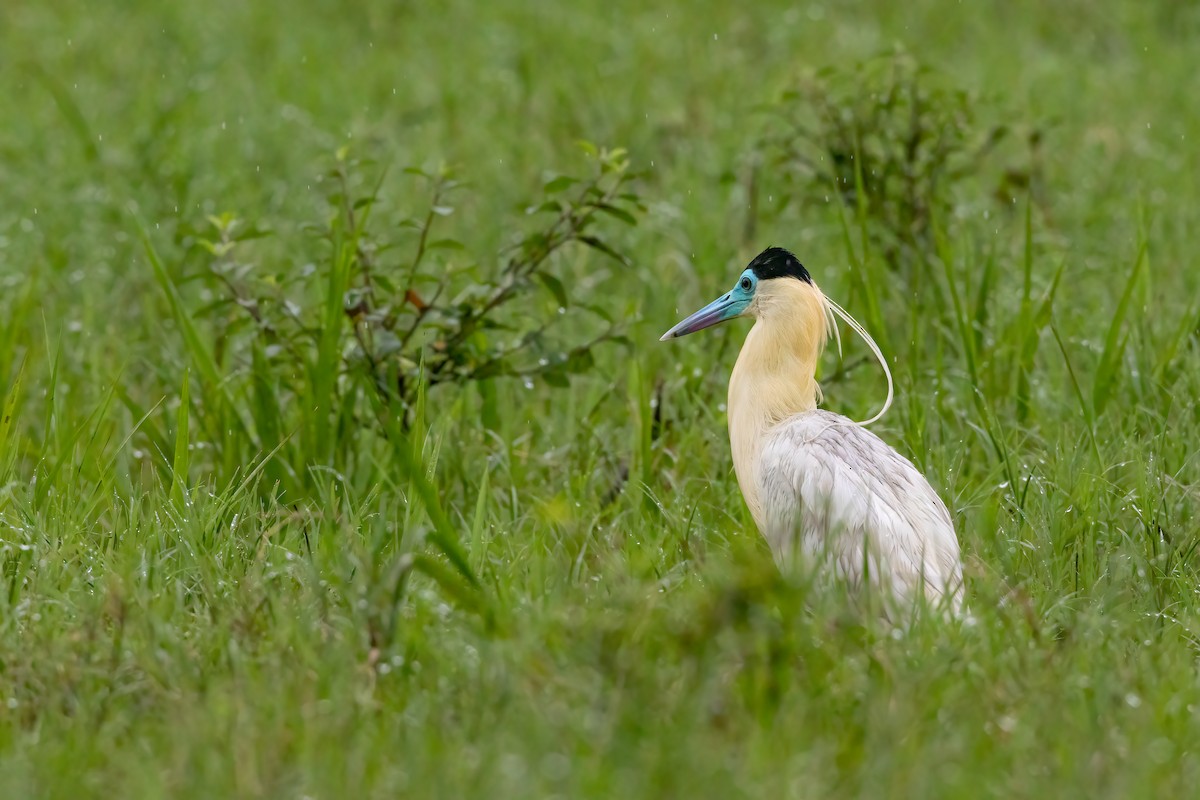 Capped Heron - ML619617971