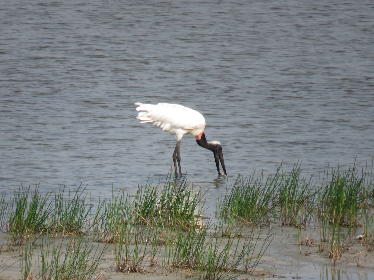 Jabiru - ML619617973