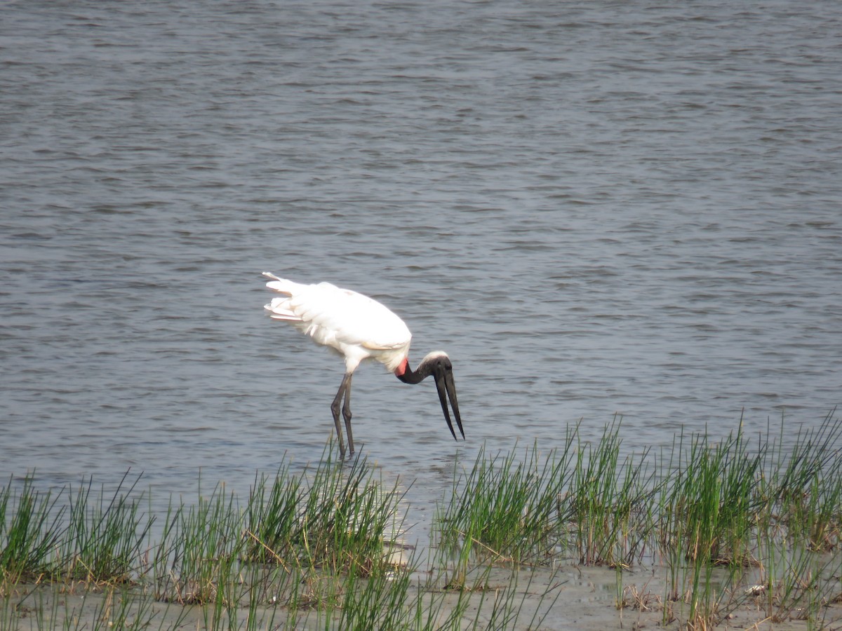 Jabiru - Sam Holcomb