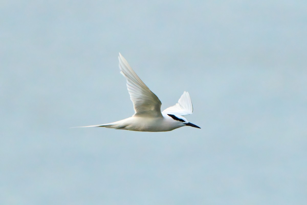 Black-naped Tern - Yuh Woei Chong