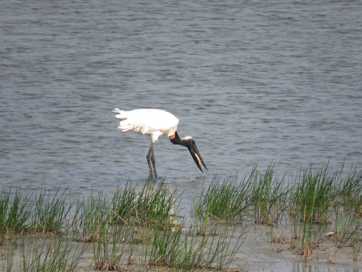 Jabiru - Sam Holcomb