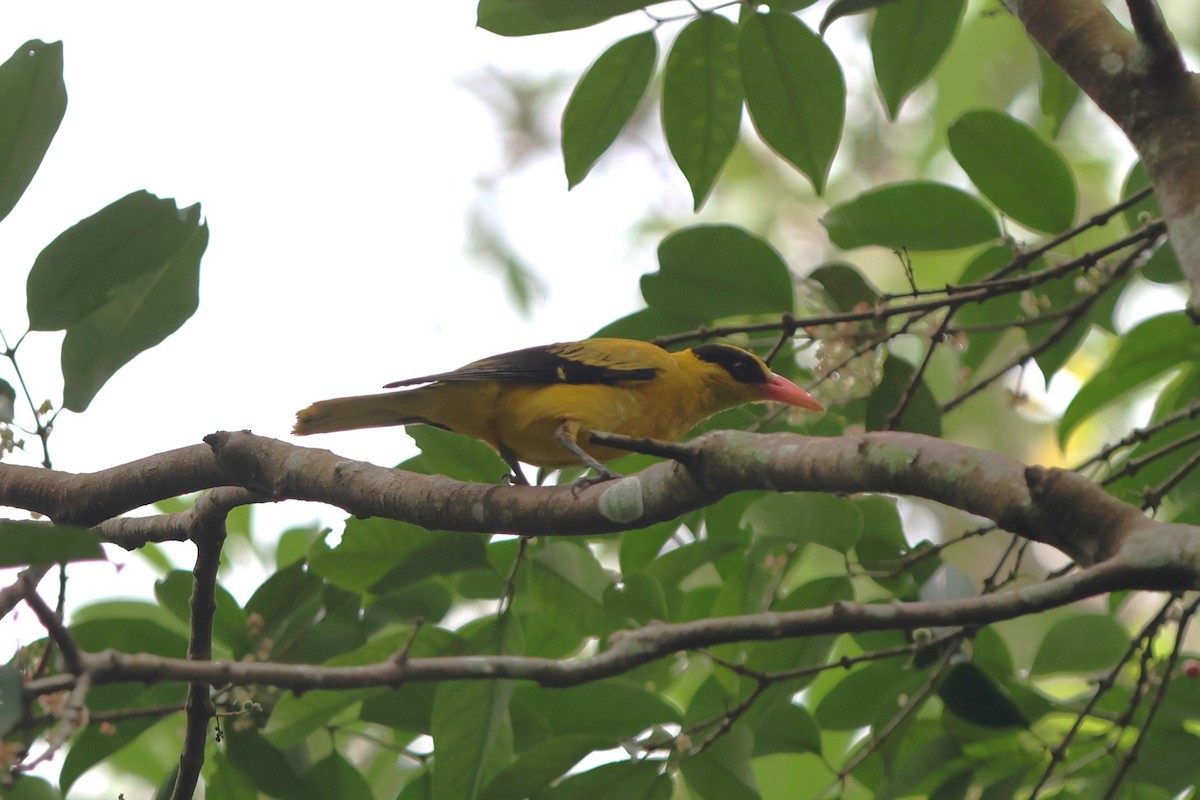 Black-naped Oriole - Fadzrun A.