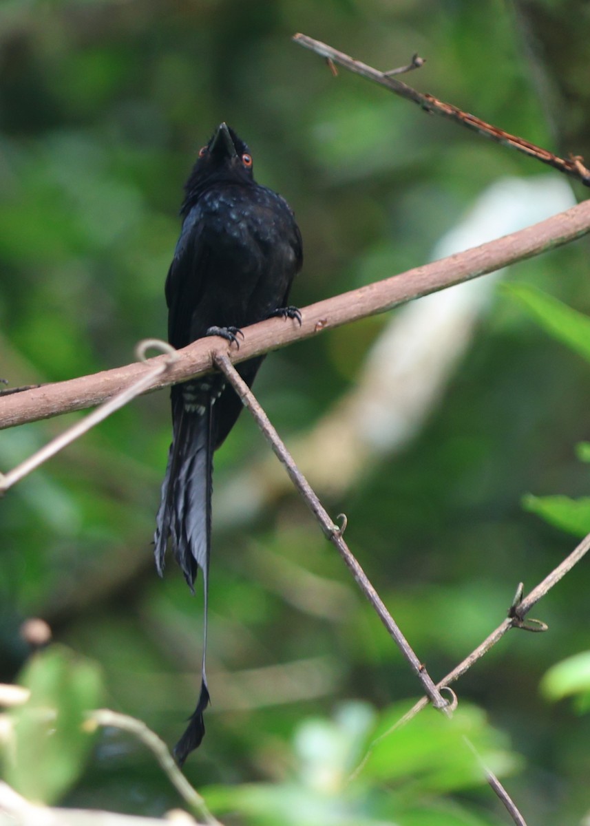 Greater Racket-tailed Drongo - Fadzrun A.