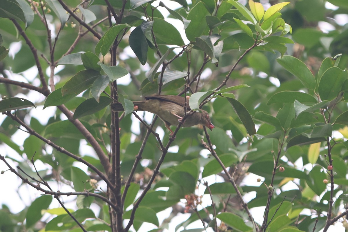 Red-eyed Bulbul - ML619617994