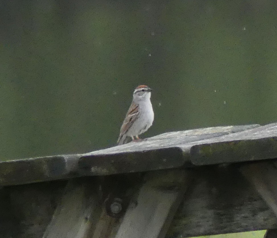 Chipping Sparrow - Marie Grenon