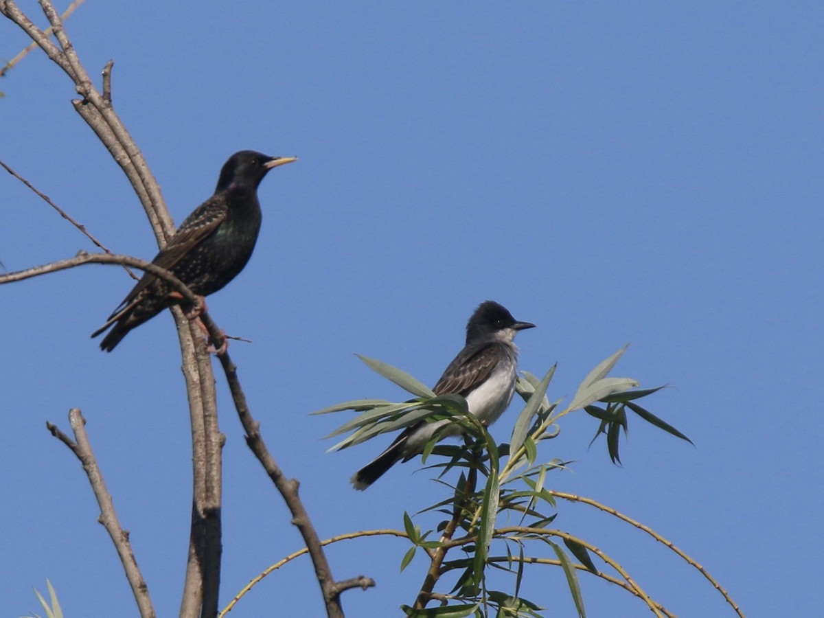 Eastern Kingbird - Howard Patterson