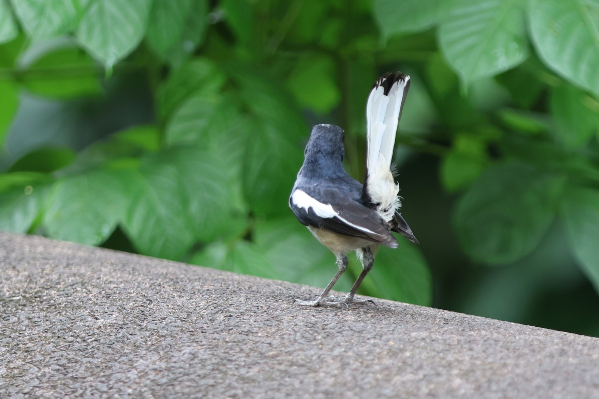 Oriental Magpie-Robin - Fadzrun A.