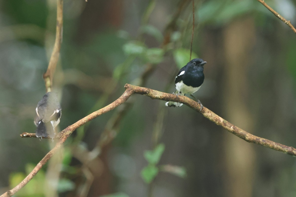 Oriental Magpie-Robin - ML619618002