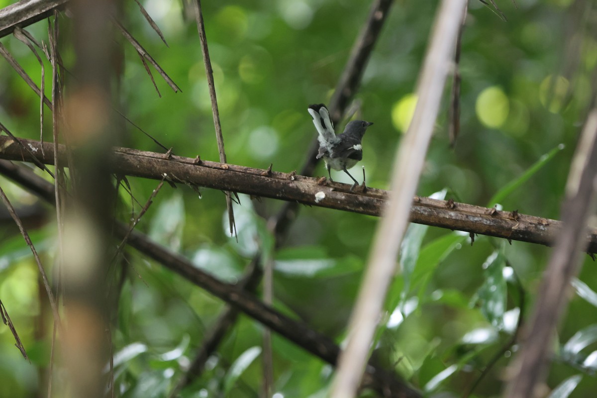 Oriental Magpie-Robin - ML619618003