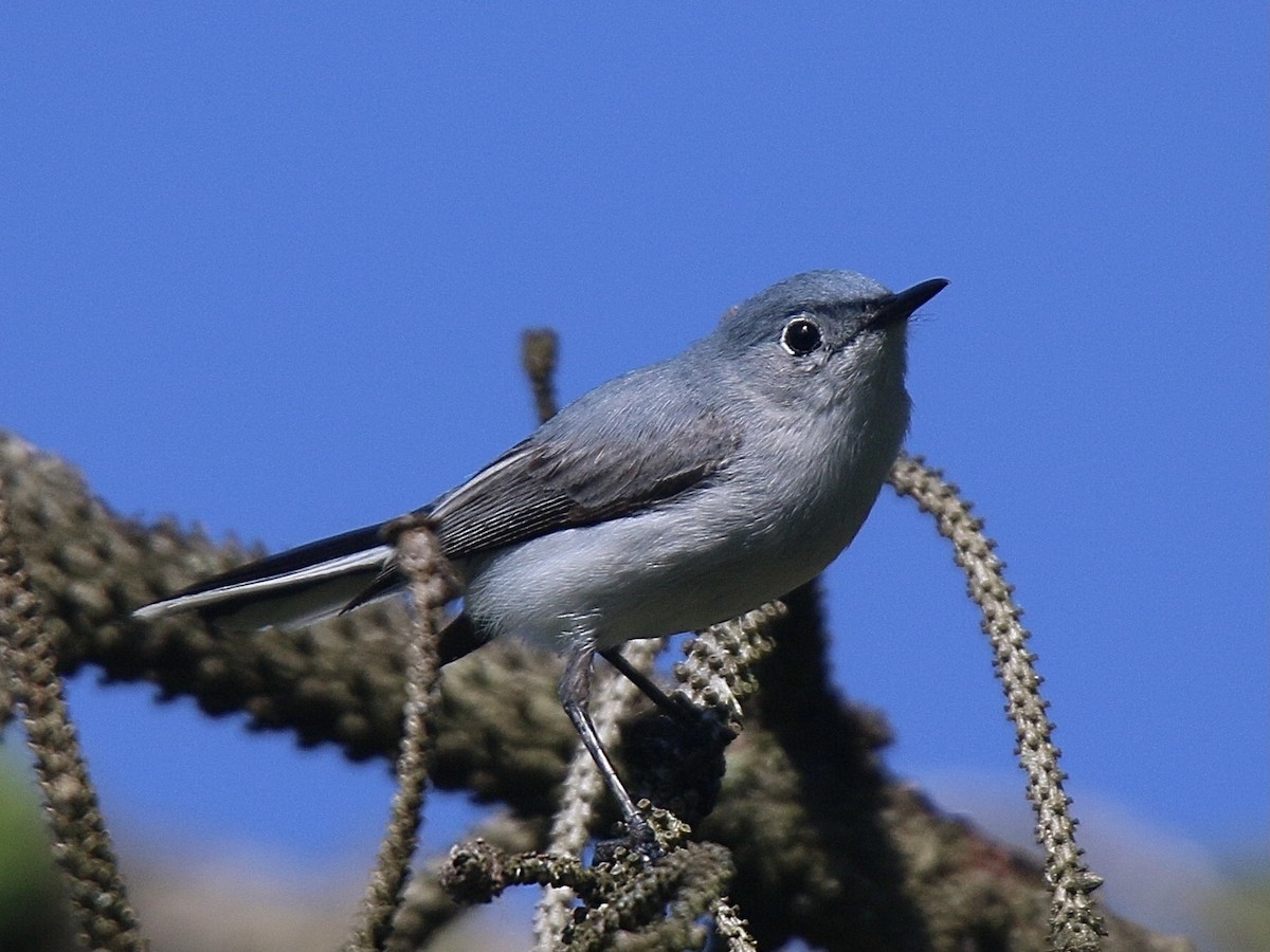 Blue-gray Gnatcatcher - Howard Patterson