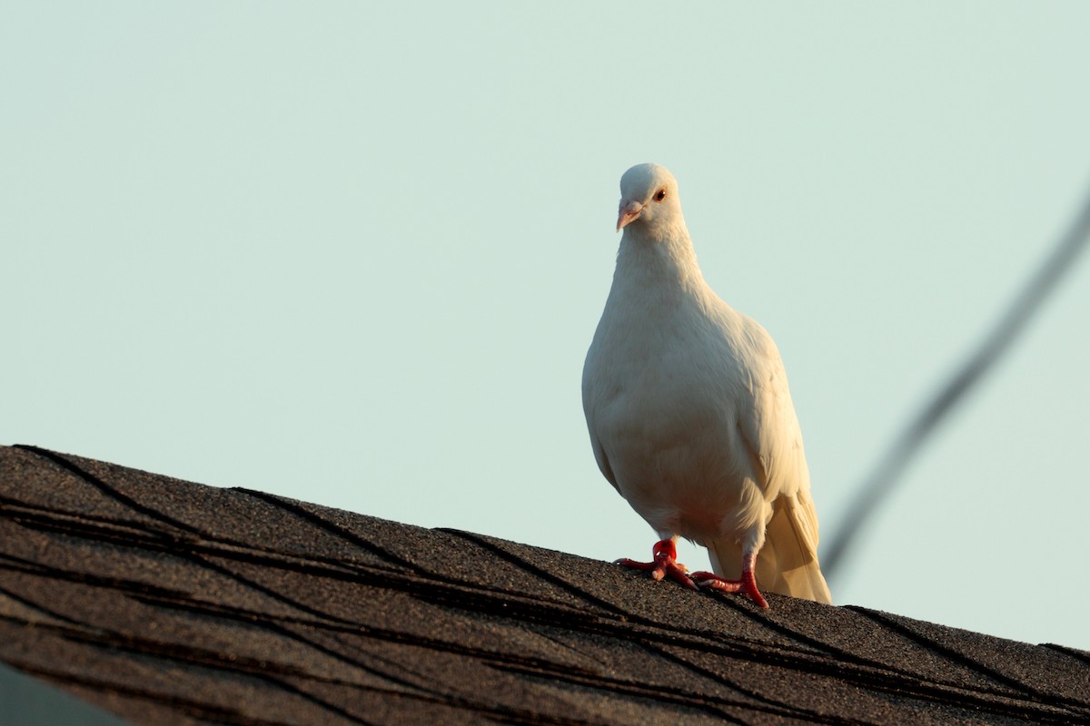 Rock Pigeon (Feral Pigeon) - Maurice Raymond