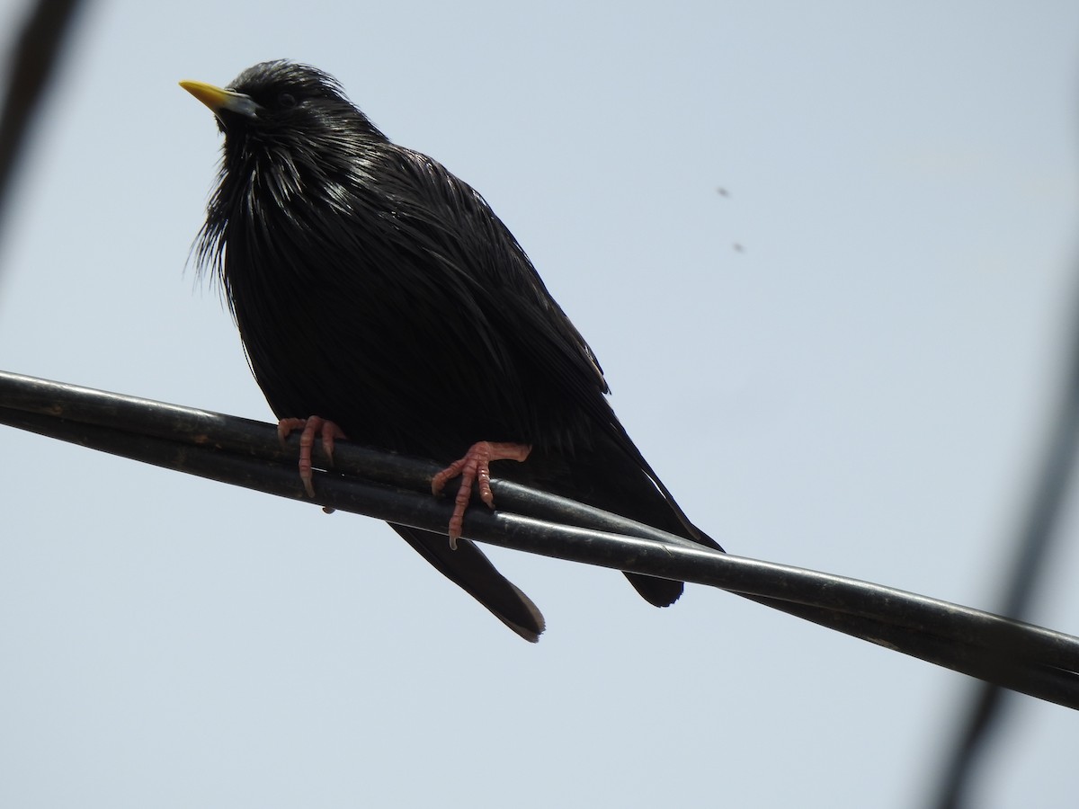 Spotless Starling - ML619618014