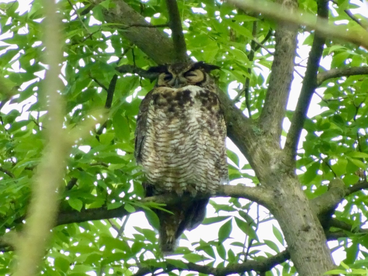 Great Horned Owl - ML619618027