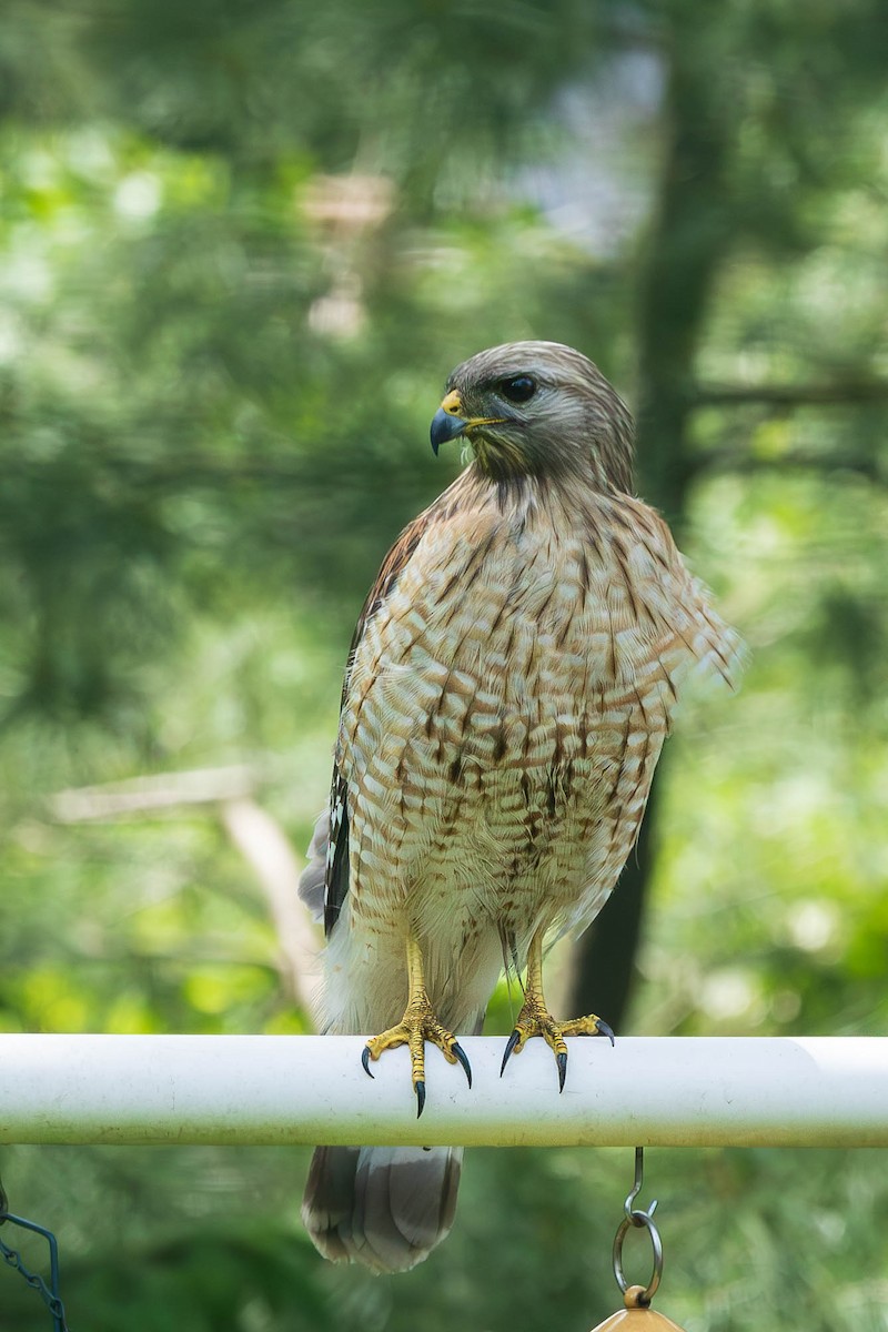 Red-shouldered Hawk - Rick Frissora