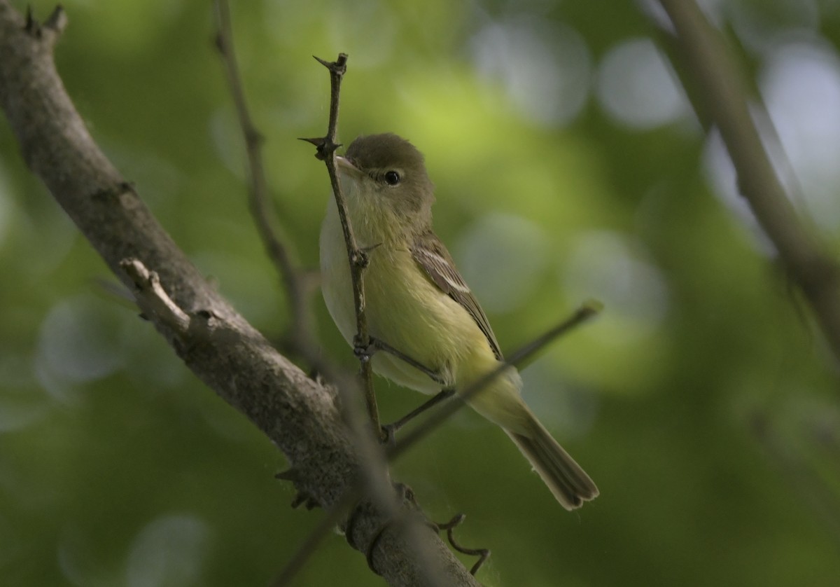 Bell's Vireo - ML619618035